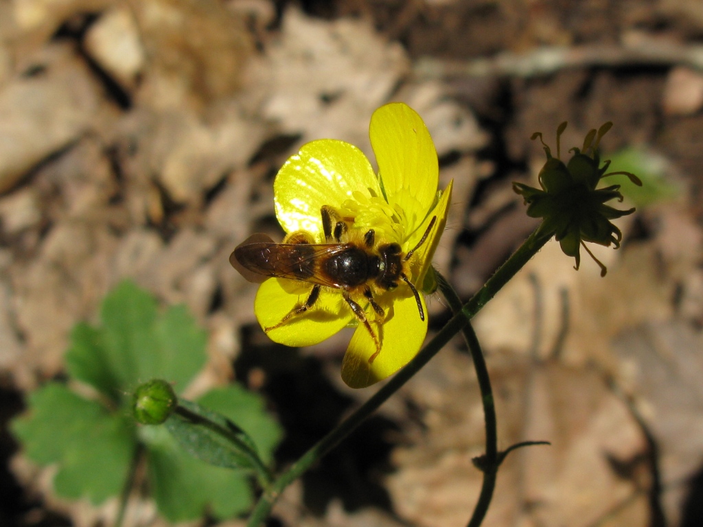 maschio di Andrena sp.